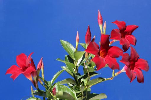 マンデリア・サンデリの花 マンデリア・サンデリの花の写真