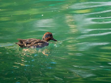 池を泳ぐコガモ コガモ,カモ,鴨の写真素材