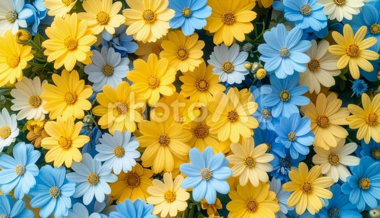 花を寄せ集めた鮮やかな背景写真素材 花,フローラル,花畑の写真素材