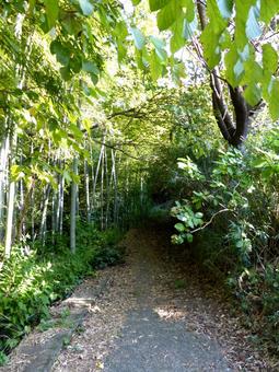 竹林の横を進む山林の細い裏道 道,山道,林道の写真素材