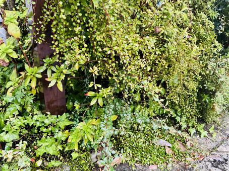 美しいグリーンの背景 葉っぱ,植物,ボタニカルの写真素材