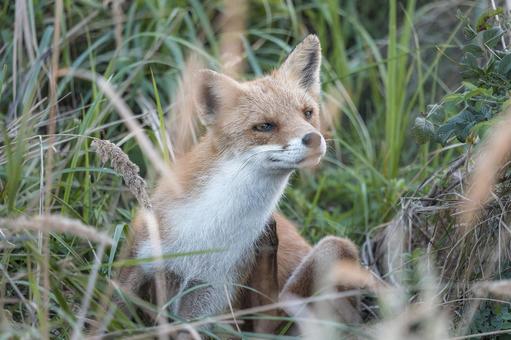 草むらで一休みするキタキツネの写真