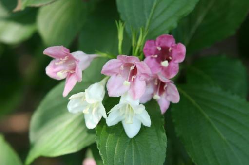 ハコネウツギ・箱根空木　マクロ ハコネウツギ,夏の花,風景の写真素材