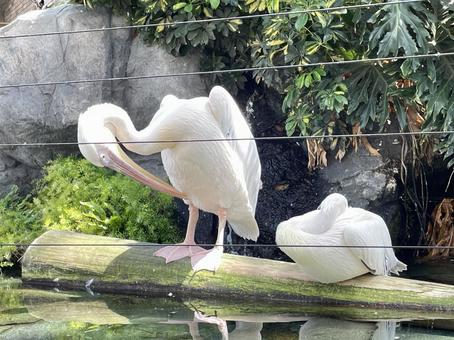 2羽のモモイロペリカン 2羽のモモイロペリカン ペリカン,鳥,白い鳥の写真素材