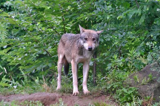 雨の中こちらを見つめるタイリクオオカミ③ タイリクオオカミ,オオカミ,動物の写真素材