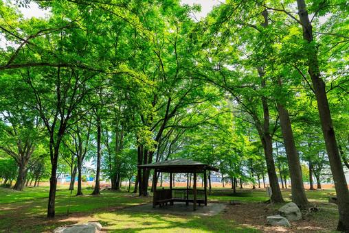 新緑が美しい公園 新緑が美しい公園の写真