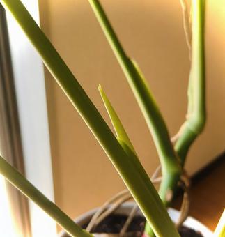 新芽 背景,壁紙,バックグラウンドの写真素材