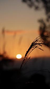 夕日とすすき 夕日とすすきの写真