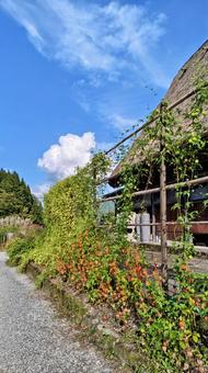 ほおずき 初秋,風景,山の風景の写真素材