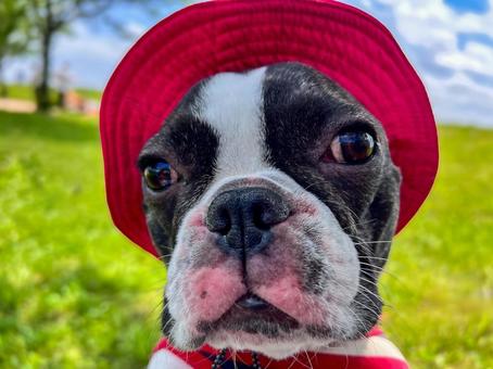 初夏の犬（フレブル&キャンプ）_8 犬,フレブル,肉球の写真素材