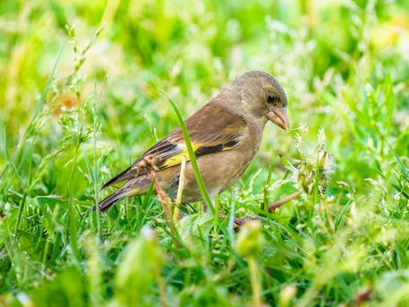草むらを歩くカワラヒワ 草むらを歩くカワラヒワの写真