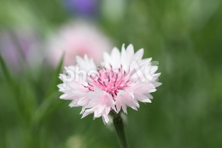 矢車草の花　17-11 矢車草,庭の花,ガーデニングの写真素材