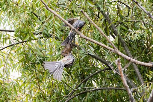 ヒヨドリ⒃ ヒヨドリ⒃ 鳥,鳥類,ヒヨドリの写真素材