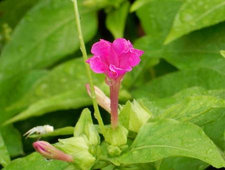 【花の写真】オシロイバナ(白粉花) 【花の写真】オシロイバナ(白粉花) オシロイバナ,白粉花,花の写真素材