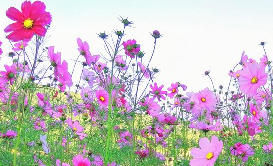 Pink cosmos flower field in the early morning, JPG