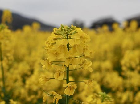 菜の花 菜の花の写真