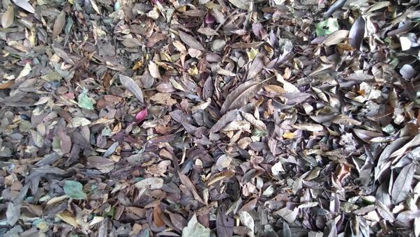 落ち葉 テクスチャ,茶色,風合いの写真素材