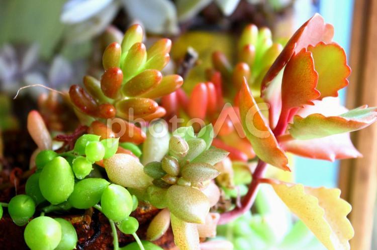 多肉植物　ぷくぷく2 おしゃれ,かわいい,ぷくぷくの写真素材
