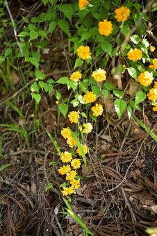森の中に静かに咲き流れる黄色花 森の中に静かに咲き流れる黄色花の写真