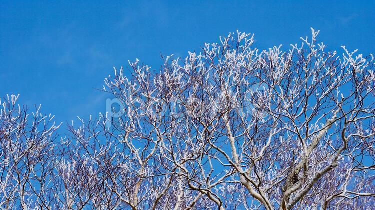 青空と霧氷の景色 青空,冬,山の写真素材