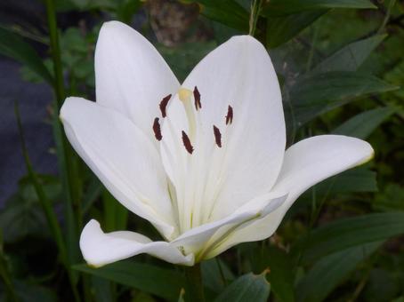 【花の写真】百合の花 【花の写真】百合の花の写真