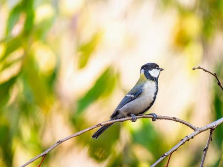 枝にとまるシジュウカラ シジュウカラ,野鳥,鳥の写真素材