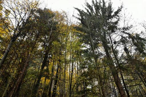 秋の森に高くそびえる針葉樹と紅葉﻿ 森,林,木の写真素材