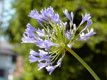 Photo, agapanthus, purple clam, blue, 