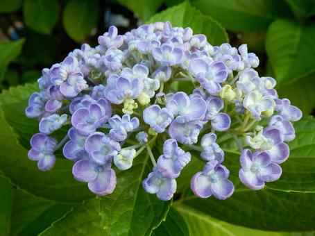 [Flower photo] Hydrangea flower, JPG