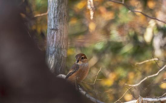 木陰にたたずむモズ モズ,野鳥,鳥の写真素材