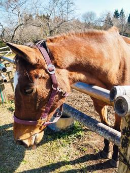 お馬の横顔 馬,牧場,午年の写真素材