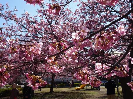 Photo, park, kawazu cherry tree, petal, 