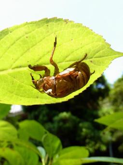 寺の境内にて葉の裏で羽化したセミの抜け殻 セミ,抜け殻,幼虫の写真素材