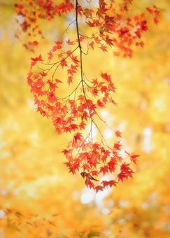 黄色い世界に紅映える 紅葉,もみじ,モミジの写真素材