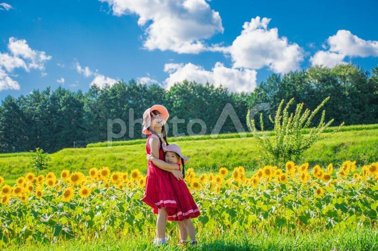 ひまわり畑と仲良し姉妹 向日葵,子供,笑顔の写真素材