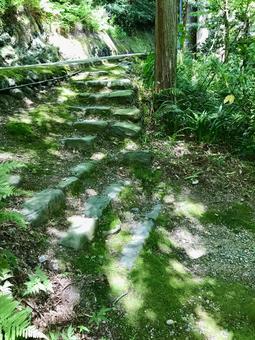 苔むした緑の階段 苔むした緑の階段 森林,森,林の写真素材