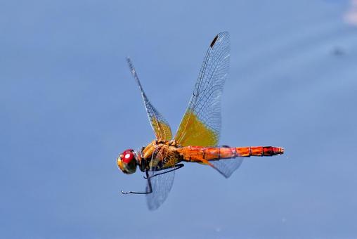 Female dragonfly, JPG Female dragonfly, JPG