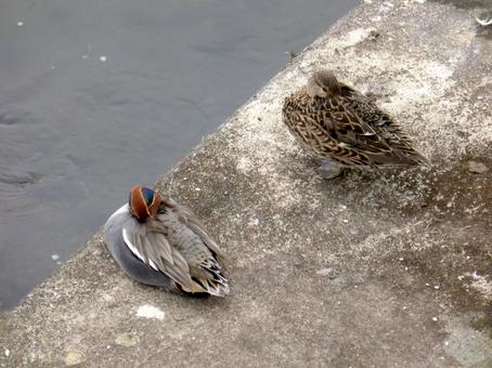 河川のコンクリート上で休むコガモのペア 河川のコンクリート上で休むコガモのペア コガモ,鳥,野鳥の写真素材