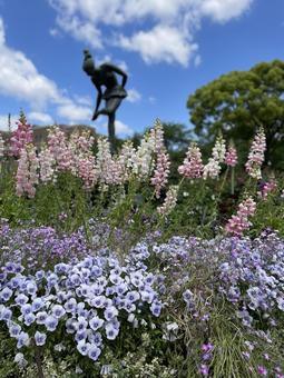 パンジーとジギタリス パンジーとジギタリスの写真