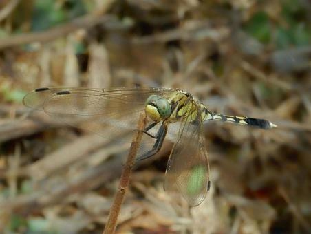 【昆虫写真】シオカラトンボ♀ シオカラトンボ,塩辛蜻蛉,ムギワラトンボの写真素材
