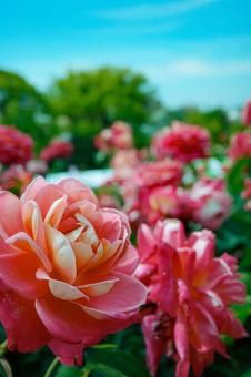 薔薇 薔薇の写真