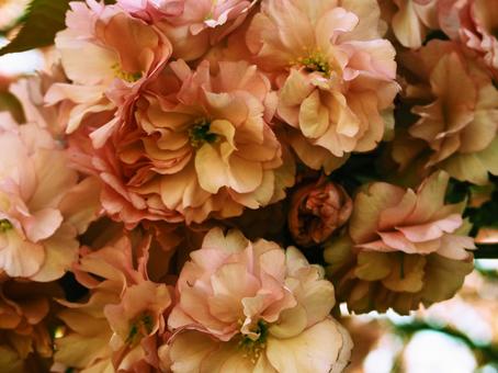 八重桜⑰ 八重桜⑰の写真