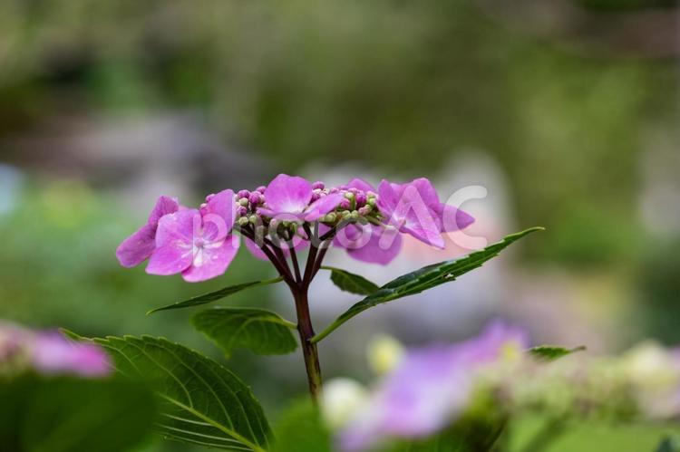 ガクアジサイ 紫陽花,アジサイ,あじさいの写真素材