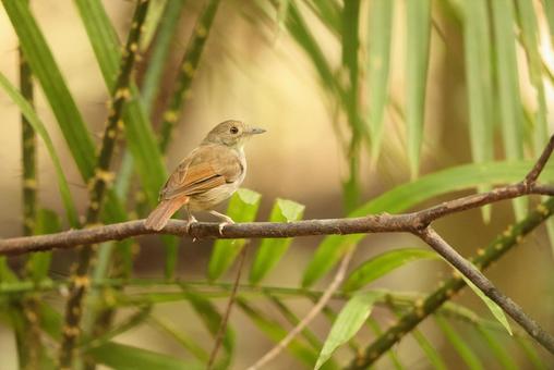 セレベスムジチメドリ セレベスムジチメドリ セレベスムジチメドリ,野鳥,野生動物の写真素材