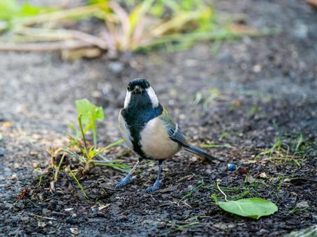 地面を歩くシジュウカラ シジュウカラ,野鳥,鳥の写真素材