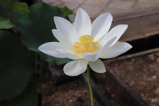 法金剛院 蓮の花 輪王蓮 法金剛院 蓮の花 輪王蓮の写真