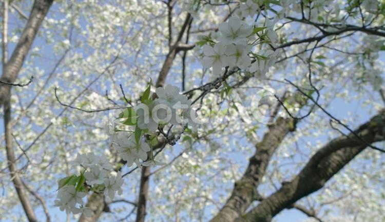 白い桜と緑の葉、青空のコントラスト 桜,青空,葉桜の写真素材