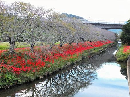 長く続くヒガンバナの花の行列と新東名 長く続くヒガンバナの花の行列と新東名 ヒガンバナ,曼殊沙華,赤い花の写真素材