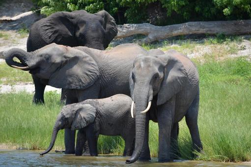Photo, elephant, african elephant, family, 