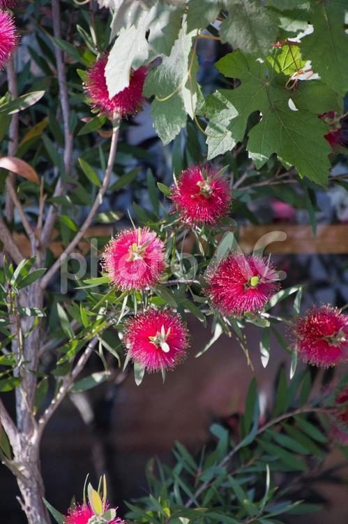 鮮やかな赤のブラシノキの花　　京都 ブラシノキ,カリステモン,キンポウジュの写真素材